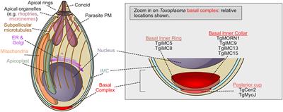 The Ringleaders: Understanding the Apicomplexan Basal Complex Through Comparison to Established Contractile Ring Systems